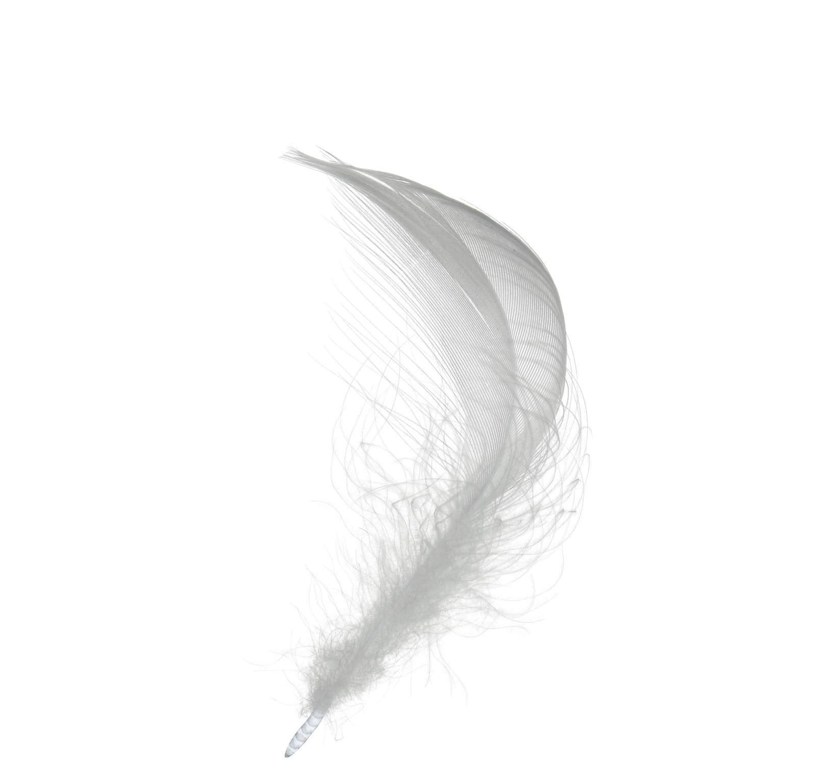 White Feather Cutout