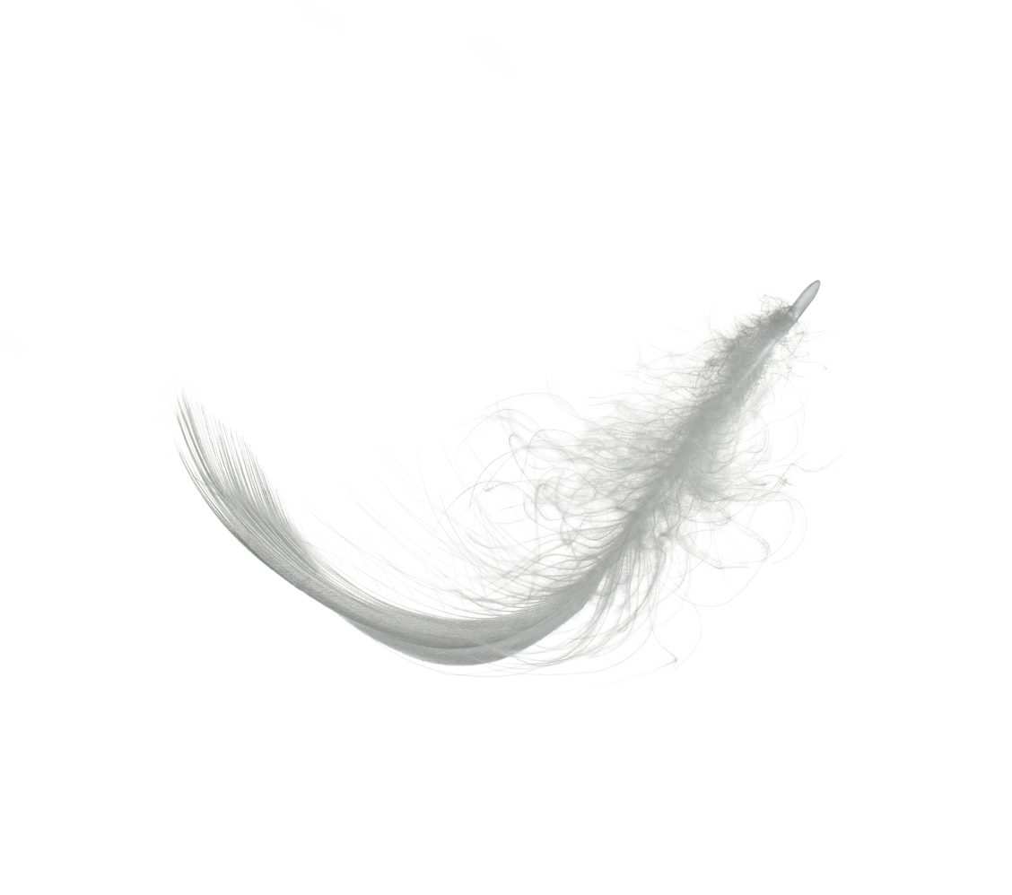 White Feather Isolated